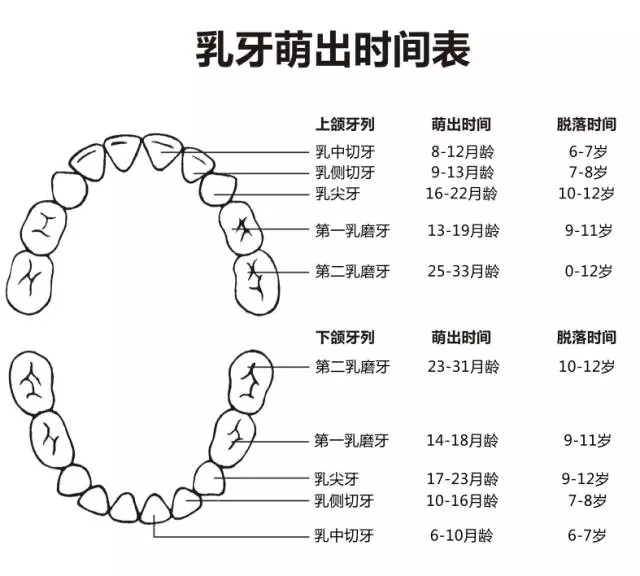 尚佳專業(yè)月嫂丨何時長牙才算正常？